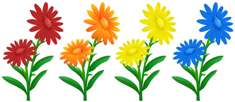 Calendula flowers in four colors