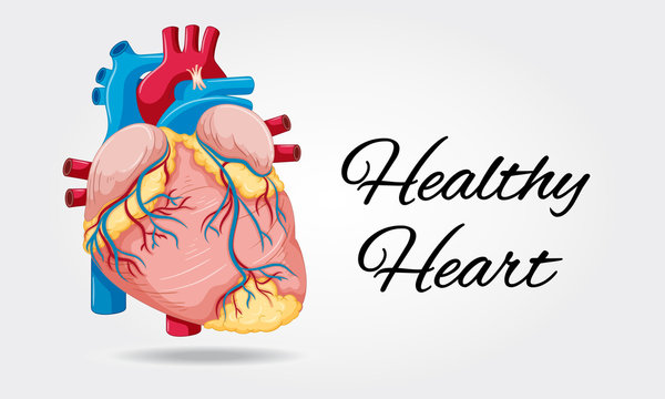 Healthy heart diagram on white background