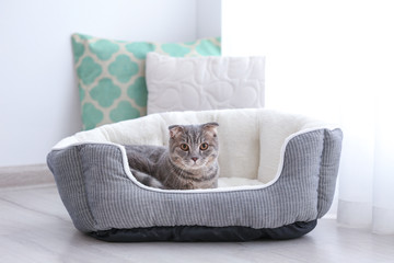 Fototapeta premium Ładny zabawny kot w łóżku w domu