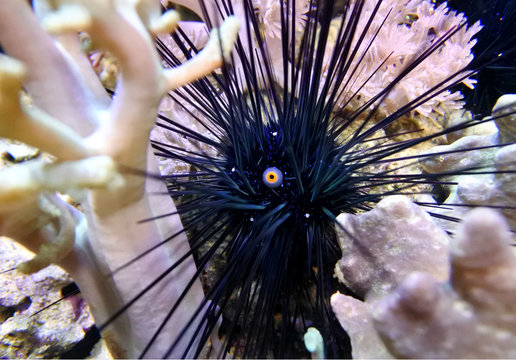 Long spines sea urchin (Diadema setosum) hiding among the corals.