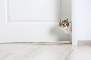 Fototapeta premium Cute funny cat walking through door at home