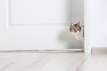 Poster Chat Cute funny cat walking through door at home