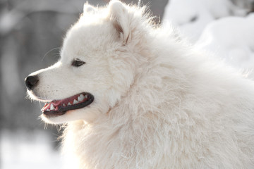 Fototapeta premium Cute samoyed dog in park on winter day, closeup