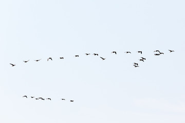 Bird migration of geese in spring