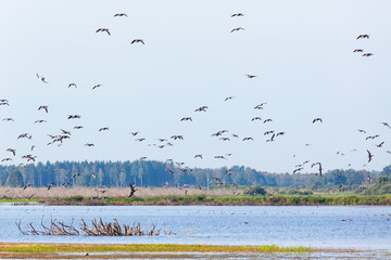 Flock of greylag geese flying over the lake