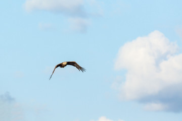 White-Tailed eagle fly in the sky