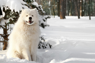 Fototapeta premium Cute samoyed dog in park on winter day
