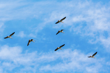 Flock of greylag geese flying in the sky