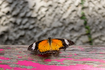 Giant butterfly in the garden