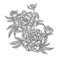 Hand drawn spring peony flowers and leaves isolated on white 