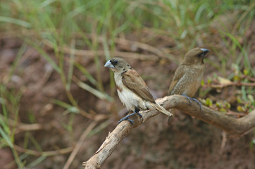 Beautiful of Bird, Chestnut Munia or Black-headed Munia ( Lonchura atricapilla ) , on a branch in real nature of Thailand