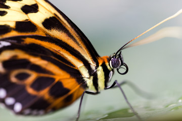 Tiger Longwing Heliconius hecale stands on green leaf. Side prof