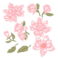 Hand drawn spring magnolia flowers and leaves. Vector set