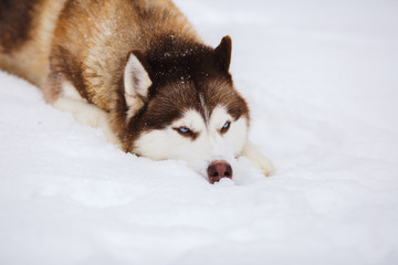 Red siberian husky dog with blue eyes walking on a snow