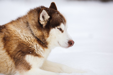 Red siberian husky dog with blue eyes walking on a snow