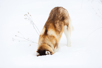 Red siberian husky dog with blue eyes walking on a snow