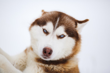 Red siberian husky dog with blue eyes walking on a snow