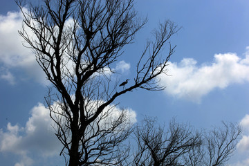Heron in a tree in the Volga Delta, Astrakhan, Russia
