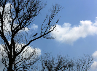Heron in a tree in the Volga Delta, Astrakhan, Russia

