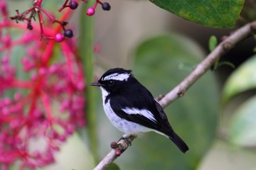 Male Little Pied Flycatcher (Ficedula westermanni) in Borneo, Malaysia - ハジロマユヒタキ