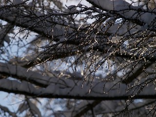 Forest in winter/Hakuba,Japan
