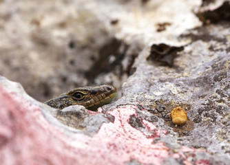 Face of Lizard from Profile