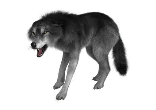 3D Rendering Gray Wolf on White