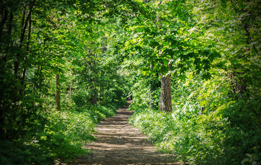 Obraz premium Footpath