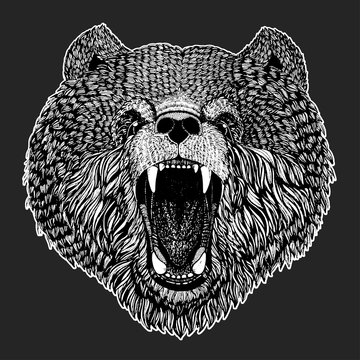 Wild bear Vector image for tattoo, t-shirt, posters Hand drawn illustration