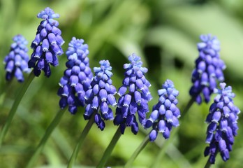 Grape hyacinths.