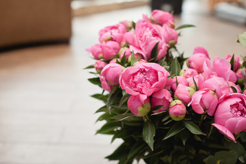 Bouquet of peonies 