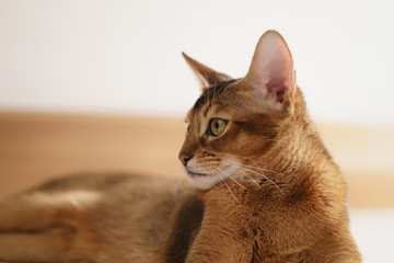 young abyssinian cat sitting on the floor, shallow focus portrait