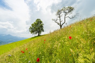 In summer. Summer landscape in the meadow. Wild flowers in the field. Thunderclouds.