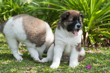 Saint Bernard puppies