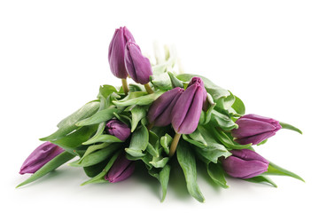 fresh purple tulips isolated on white background