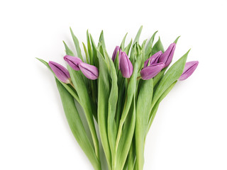 fresh purple tulips shot from above isolated on white background