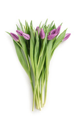 fresh purple tulips shot from above isolated on white background