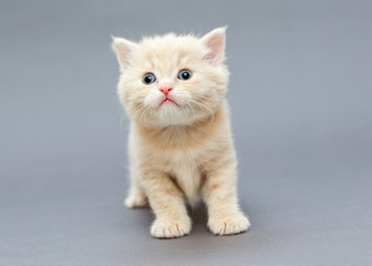 Small British kitten beige