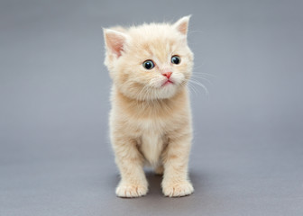  Small British kitten beige