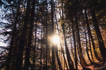 Epic forest with tree silhouettes at sunlight - obrazy, fototapety, plakaty