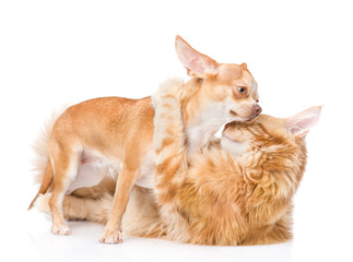 Cat embracing puppy. isolated on white background