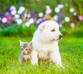 Fototapeta na wymiar Tiny puppy sitting with kitten on green grass