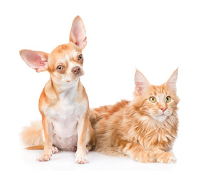Chihuahua puppy and maine coon cat together. isolated on white 