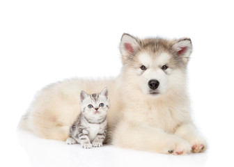 Tabby kitten sitting with Alaskan malamute puppy. Isolated on white