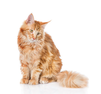 Maine coon cat looking away. Isolated on white background