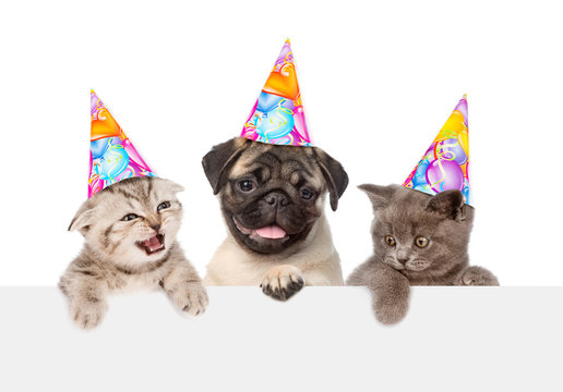 Puppy and kittens in birthday hats peeking from behind empty board. Isolated on white