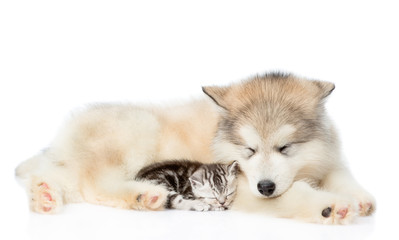 Fototapeta na wymiar Kitten and puppy sleeping together. isolated on white background