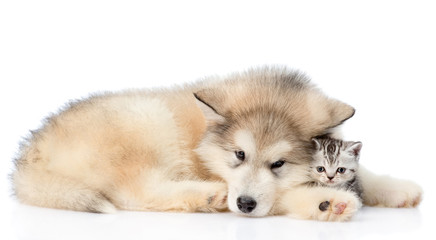 Sad dog embracing kitten. isolated on white background