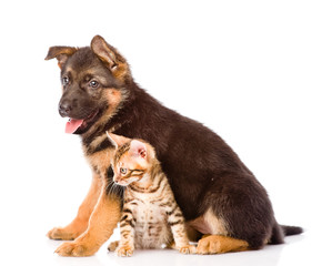 German shepherd puppy dog and bengal cat sitting together. isolated on white