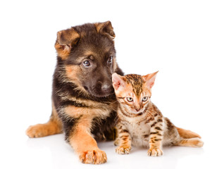 Little bengal cat and german shepherd puppy dog lying together. isolated on white